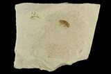 Fossil Weevil (Snout Beetle) - Green River Formation, Utah #101624-1